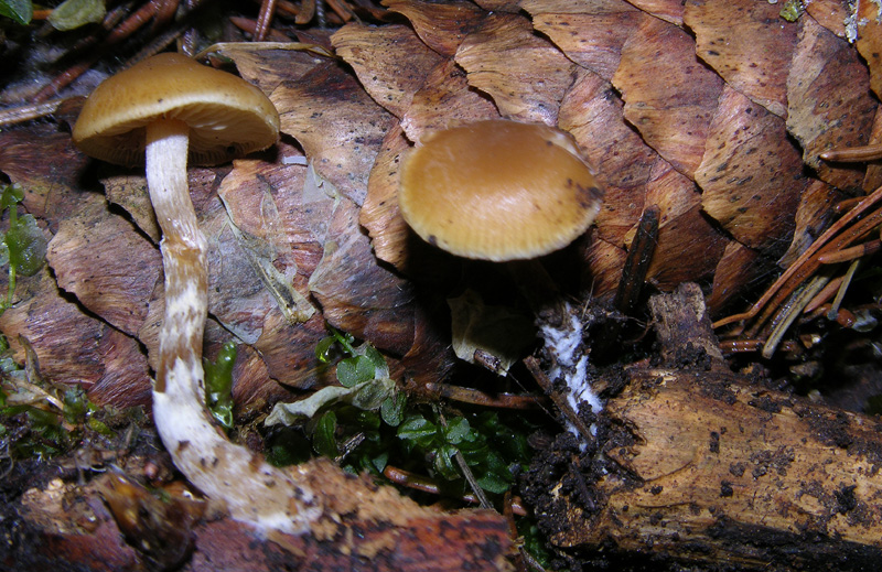 Galerina da determinare n�24.